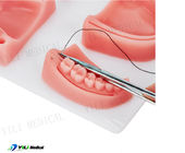 Realistyczny podkładek do praktyki sztuki dotyku ustnego i szwu ran dla dentystów